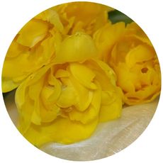 Tulpen-gelb.jpg